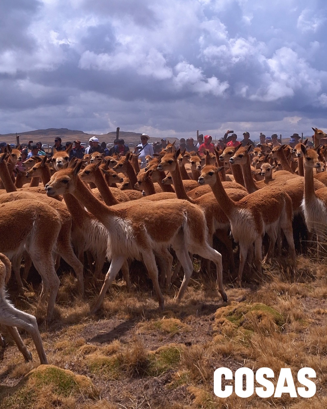 chaccu de vicuñas