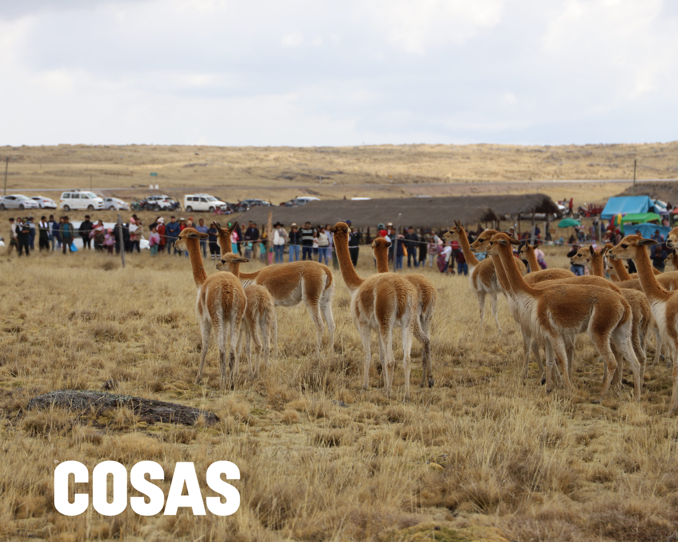 chaccu de vicuñas
