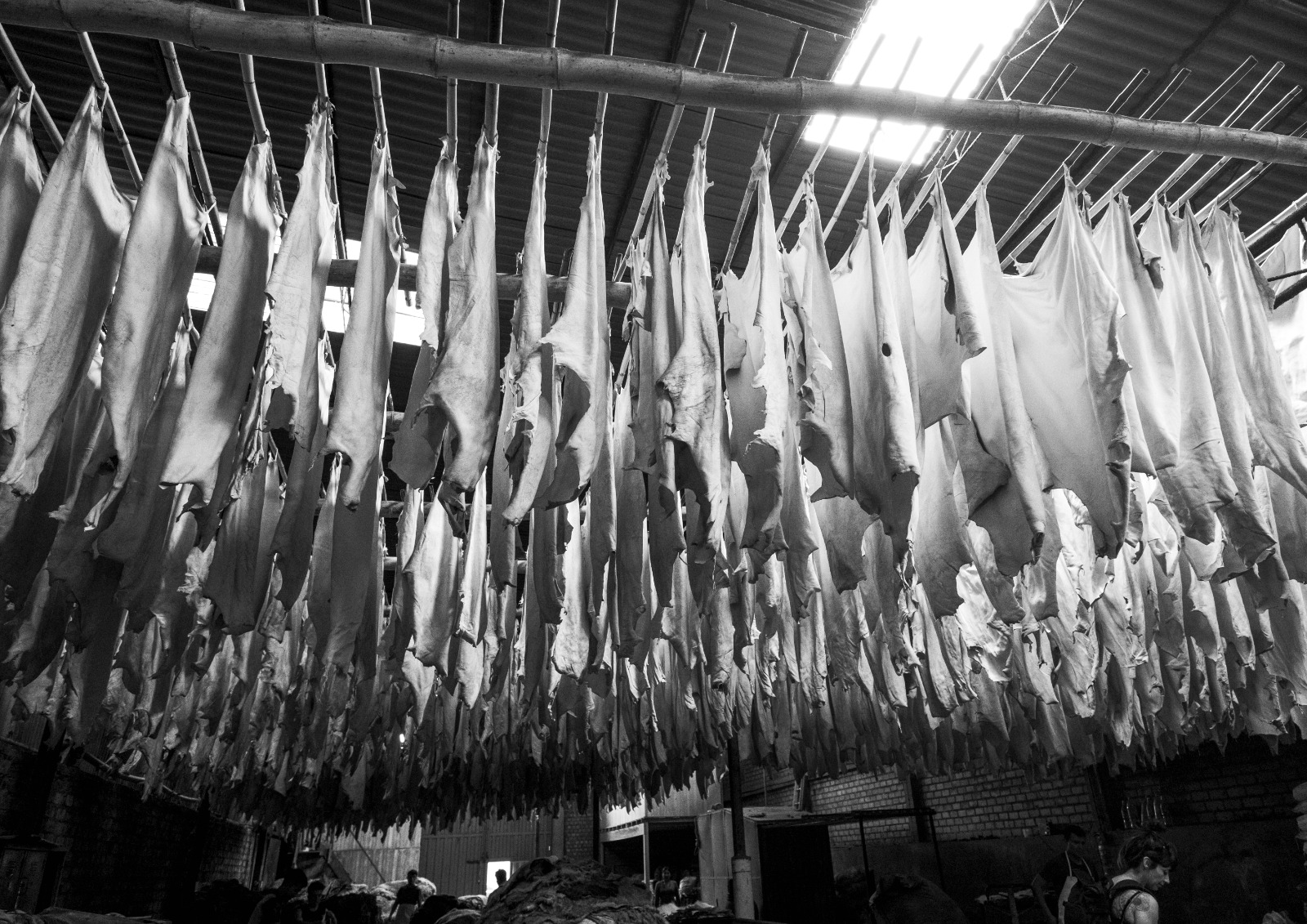 Cuero de paiche curtido sin contaminantes y sin olor.