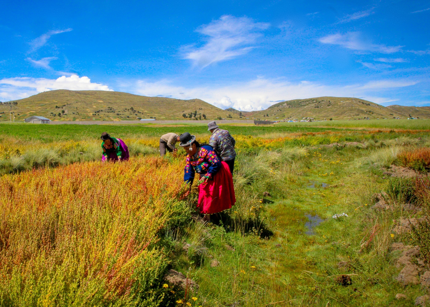 Waru Waru cambio climático
