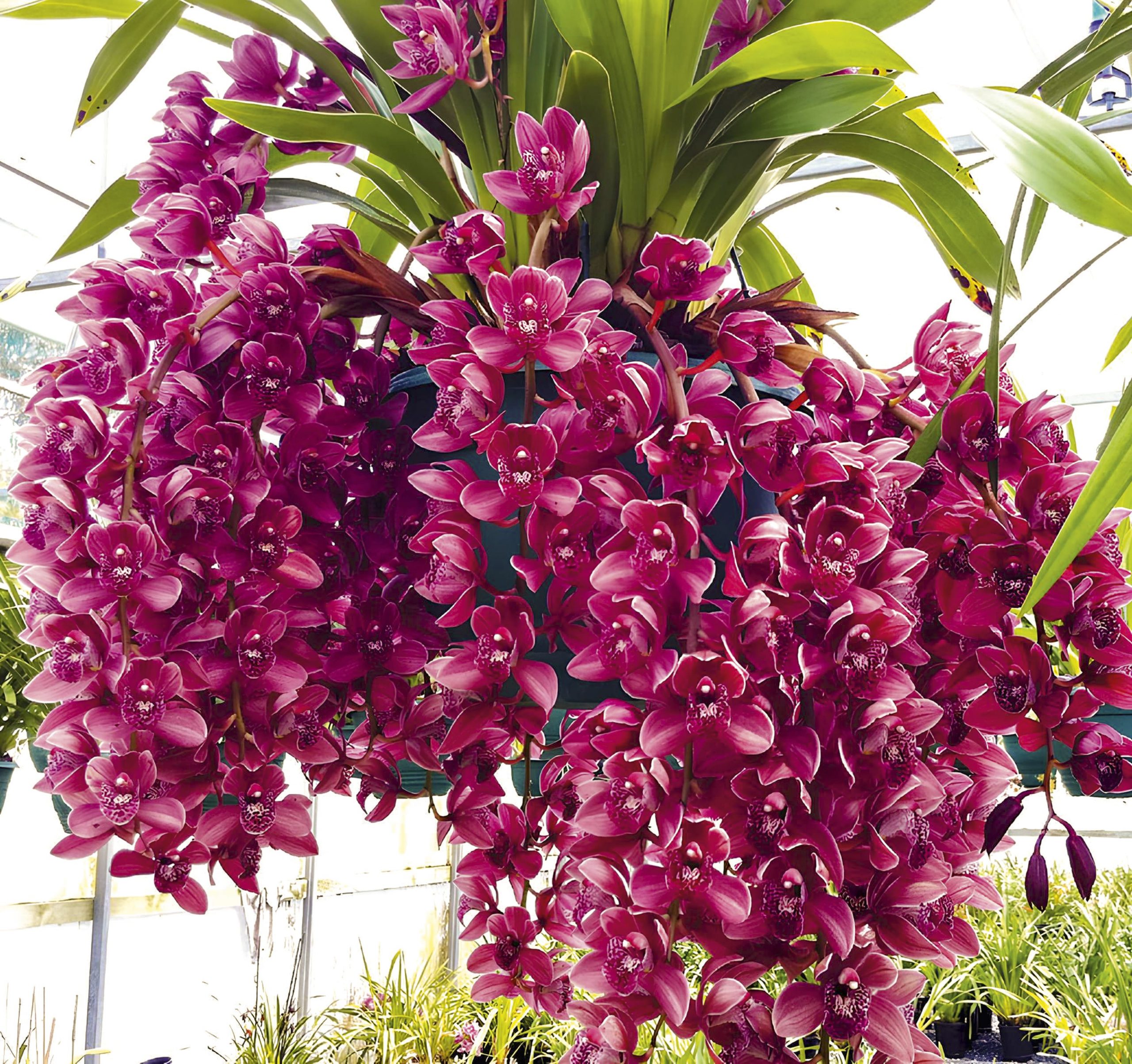 En verano, las floraciones alcanzan su máximo esplendor y revelan el resultado del cuidado constante, el riego adecuado y la observación atenta.